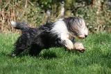 BEARDED COLLIE 351
